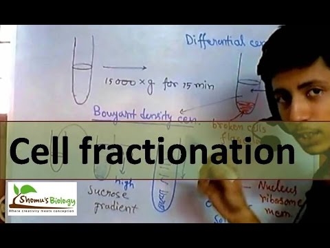 how to isolate nuclear fraction