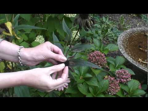 how to harvest echinacea purpurea