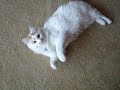 دلاخة بسة playing with my roommate silly cat