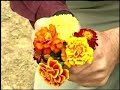 Virginia Farm Bureau - In the Garden - Saving your Seeds Virginia Farm Bureau - In the Garden - Saving your Seeds