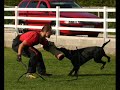 Doberman AFY Alias