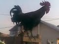 ayam ketawa slow dandut lasetang