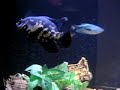 pez-oscar-haciendo-tirabuzones.html