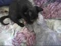 adopted-black-cat-kitten-for-adoption-phsspcaorg.html
