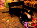 Entlebucher