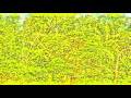 videos de Flying Fox - Briefing Before the Ascension