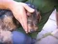 Airedale Terrier video
