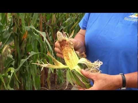 how to fertilize corn plants