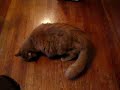 Psycho Kitty, qu'est-ce que c'est?!!