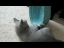 Kitten playing Kitten playing