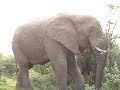Elephant vs small tree, Umfolozi Park South Africa
