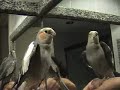 calopsita (cockatiel) Eragon assoviando familia addams