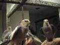 calopsita (cockatiel) Eragon assoviando familia addams