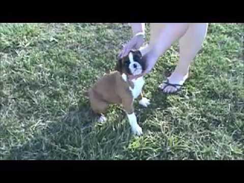 A video of AKC Boxer Bentley