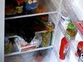 cat in a fridge
