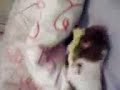 Cheeky the Hamster Hunts the Lettuce