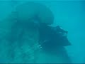 coral-reef-tranquilizer.html