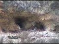 Buitre leonado ( Gyps fulvus ) pollos