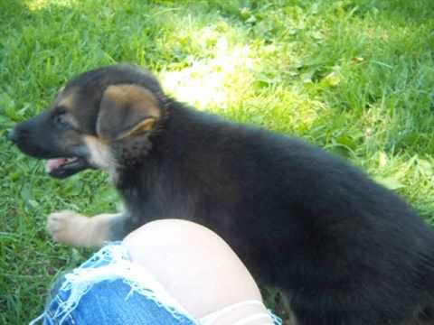 enzo at 6 weeks old in this video