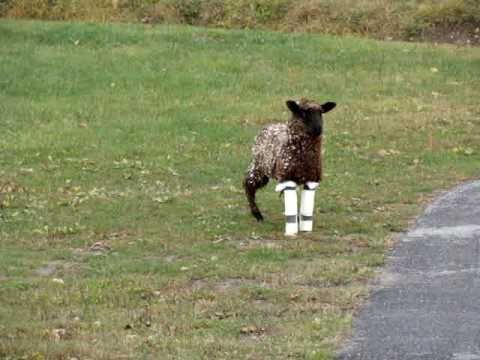 how to treat meningeal worm in llamas