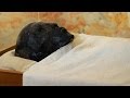 king tut biography wikipedia king tut biography wikipedia