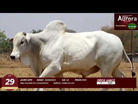 4� De Olho na Fazenda - NELORE AURORA participa��o Chico Paulic�ia