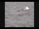 Cheese Roll Windsurf How-to