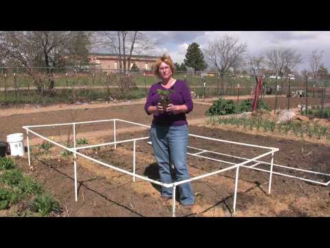 how to grow strawberries in ky