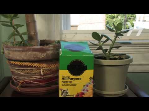 how to fertilize rubber plants