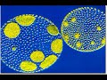 Microscopia art�stica 1/3