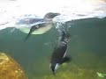 California Academy of Science\