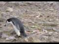 videos de Chinstrap Penguin looking for a rock.