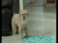videos de 150609 barbie home