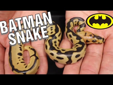 YouTube reptile video