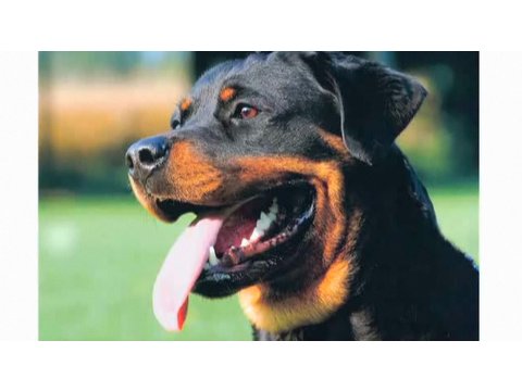 rottweilers