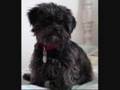 Affenpinscher