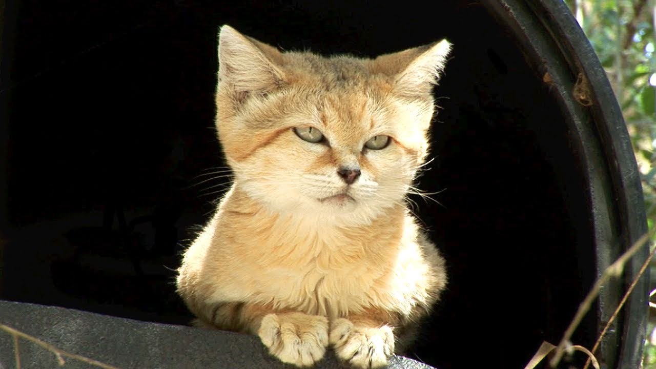 I Love Big Cat Rescue I Love Big Cat Rescue
