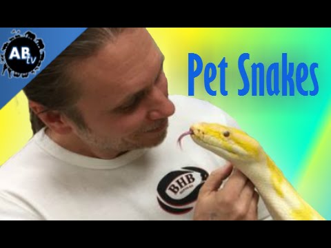 YouTube reptile video