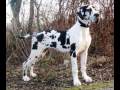 Deutsche Dogge