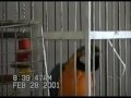 My talking Cape Coral Bird opens Beer Cans smokes ellen show My talking Cape Coral Bird opens Beer Cans smokes ellen show