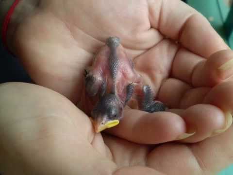 how to take care of a baby bird