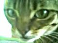 My cat Hates ME Sneezing LOL
