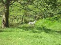 Sheep at Brook Park Walks in Turangi