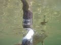 Duck feet underwater