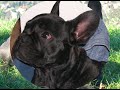 Bouledogue Francese Devil Bouledogue Francese Devil