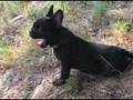 Bouledogue Francese Devil