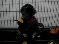 bunky-eating-orange.html