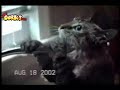 Funny cats XD Funny cats XD