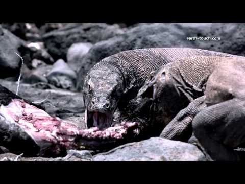 komodo dragon