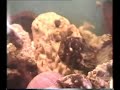 Acuario 2. Autóctono del mediterraneo 1 Acuario 2. Autóctono del mediterraneo 1